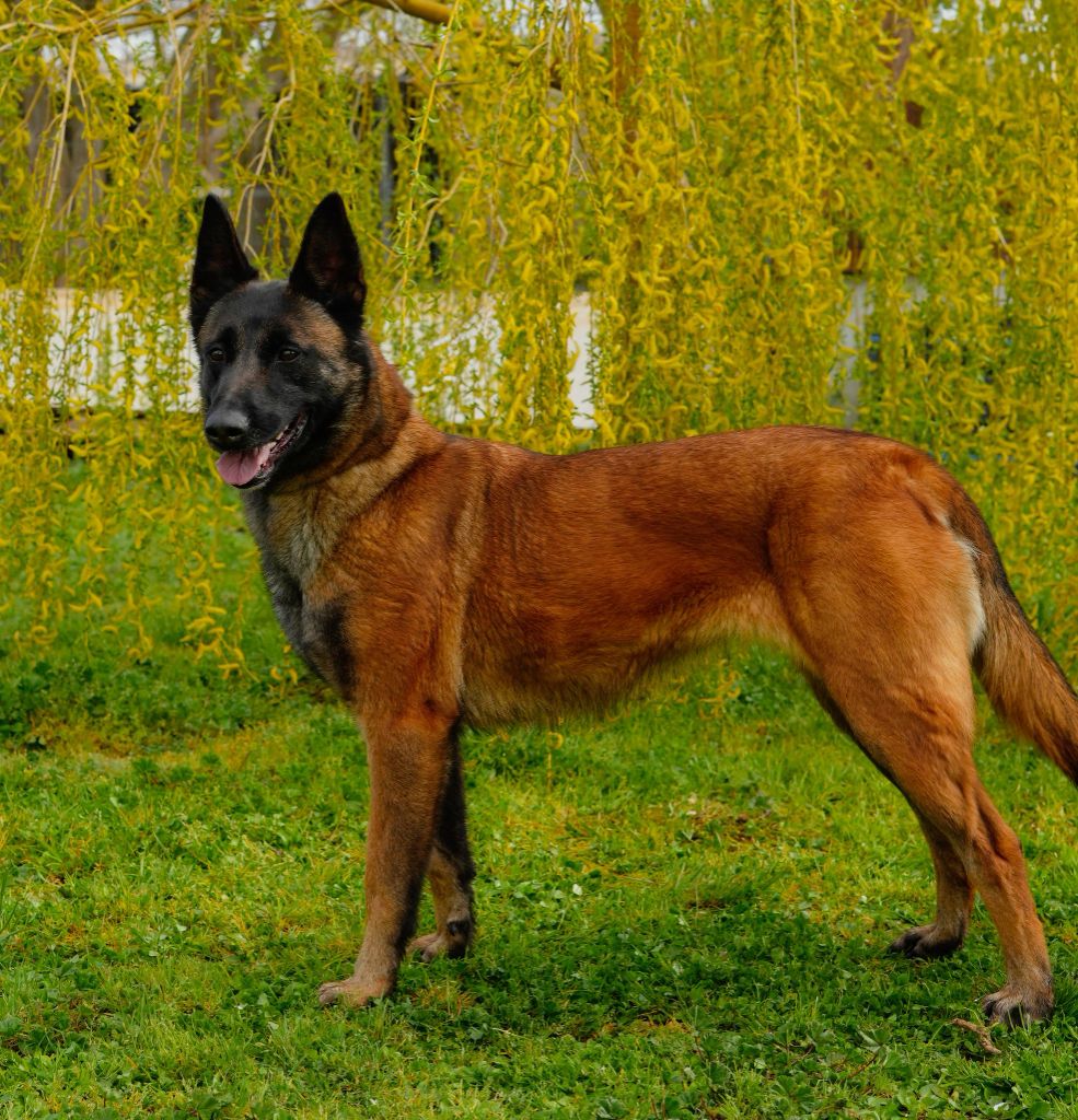 Shelby du vallon des serps