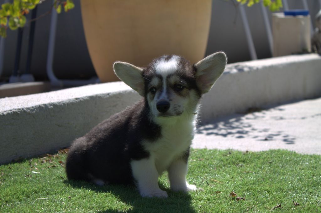 du vallon des serps - Chiots disponibles - Welsh Corgi Pembroke