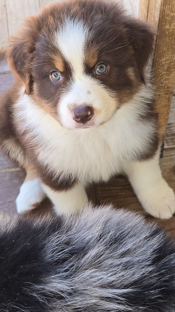 du vallon des serps - Chiots disponibles - Berger Australien