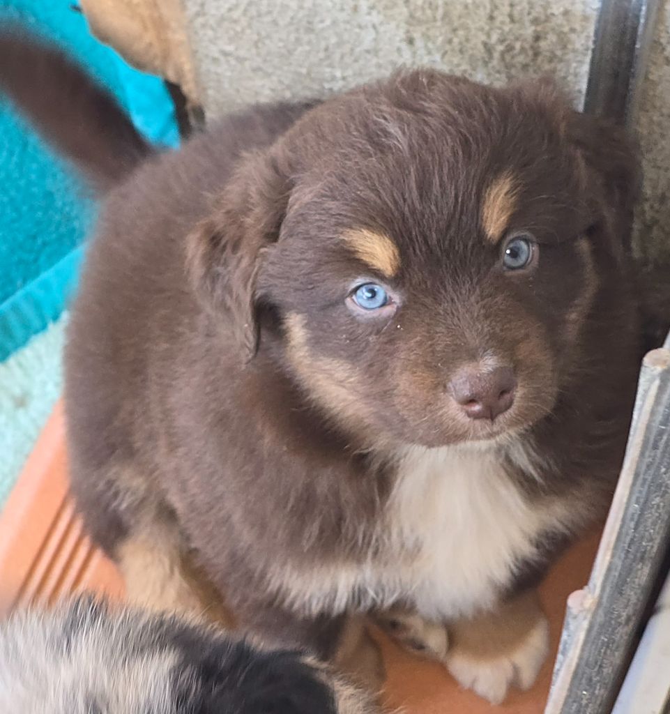 du vallon des serps - Chiots disponibles - Berger Australien