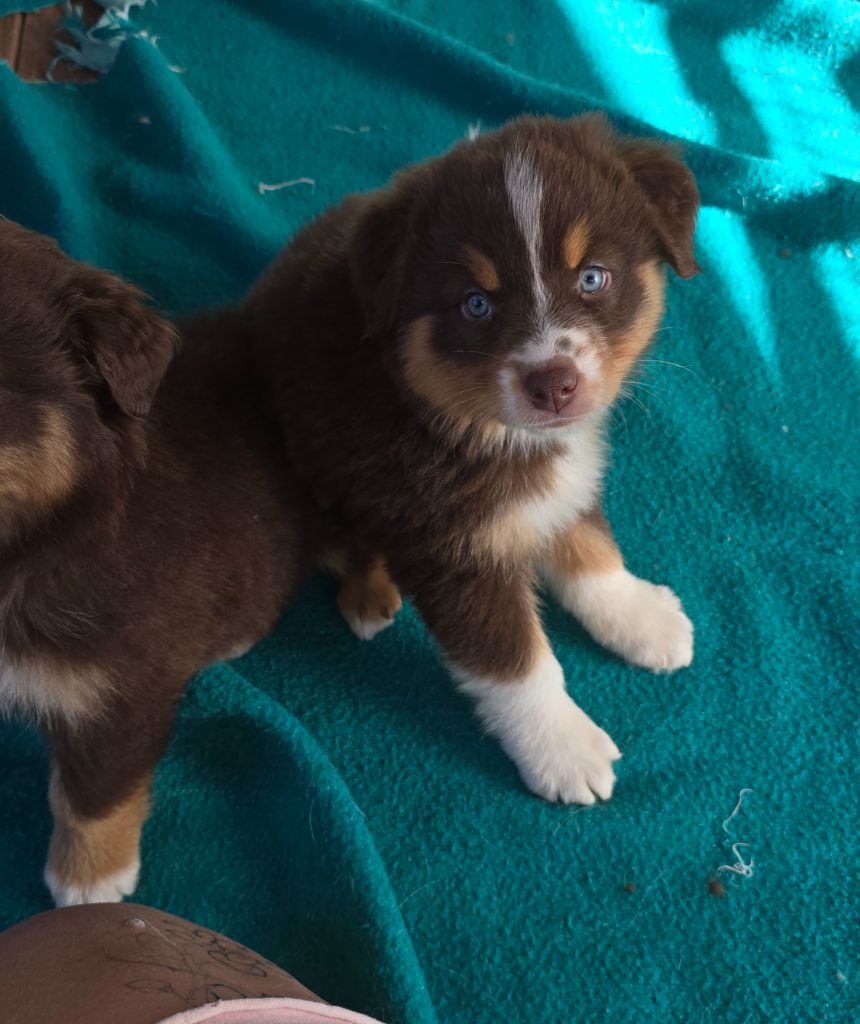 du vallon des serps - Chiots disponibles - Berger Australien
