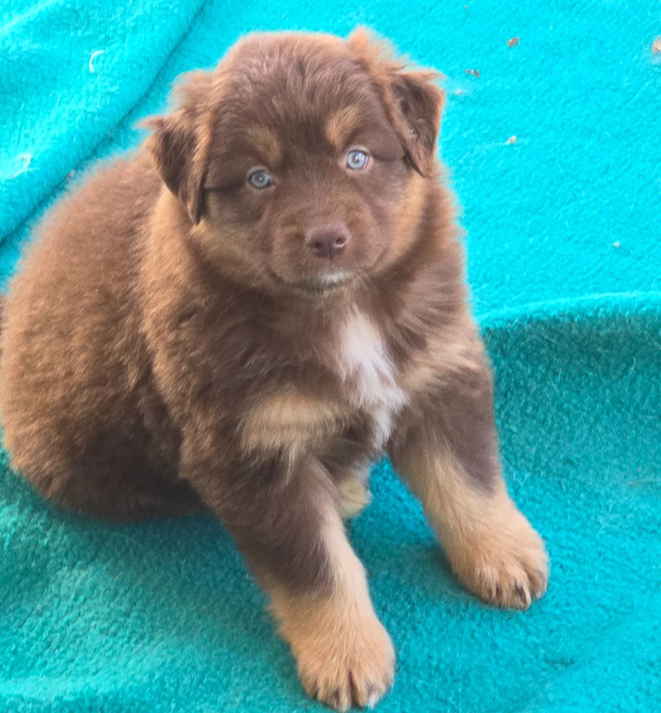 du vallon des serps - Chiots disponibles - Berger Australien