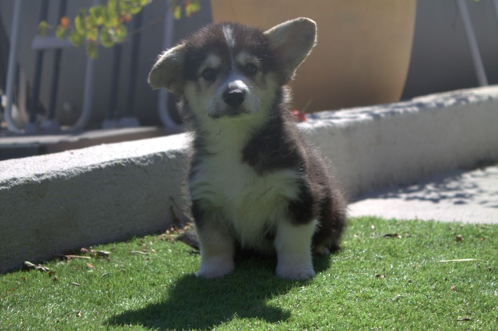 du vallon des serps - Chiots disponibles - Welsh Corgi Pembroke