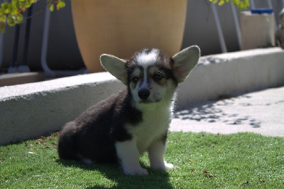 CHIOT 1