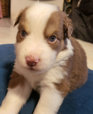 CHIOT 3