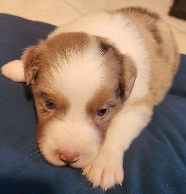 CHIOT 4