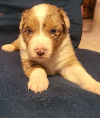 CHIOT 6