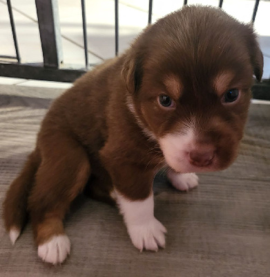 CHIOT 1