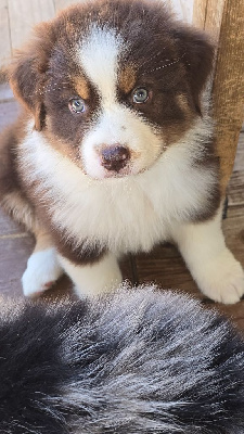 CHIOT 3