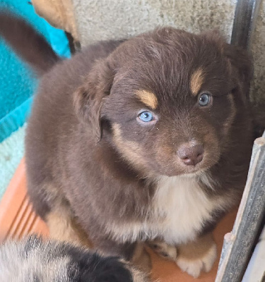 CHIOT 6