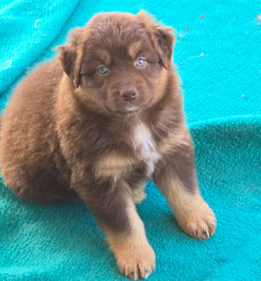 CHIOT 5