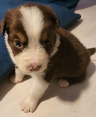 CHIOT 5