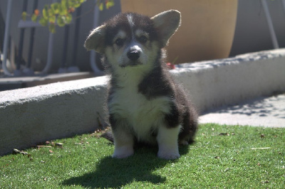 CHIOT 3