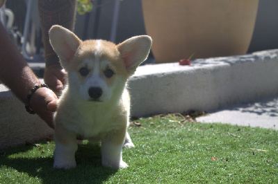CHIOT 4