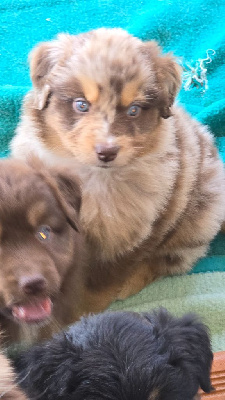 CHIOT 1