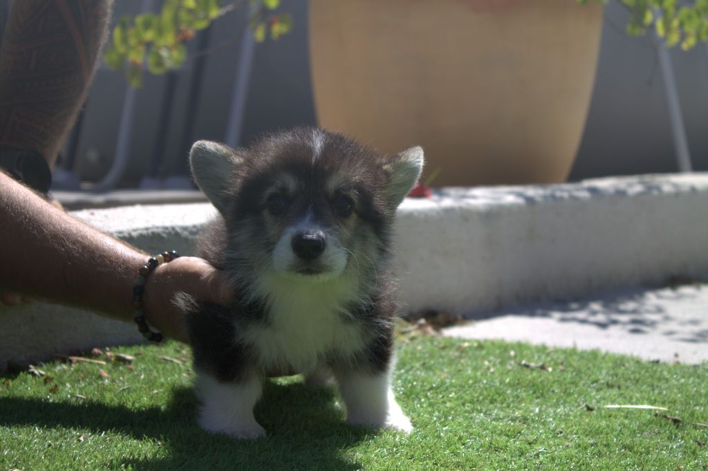 du vallon des serps - Chiots disponibles - Welsh Corgi Pembroke
