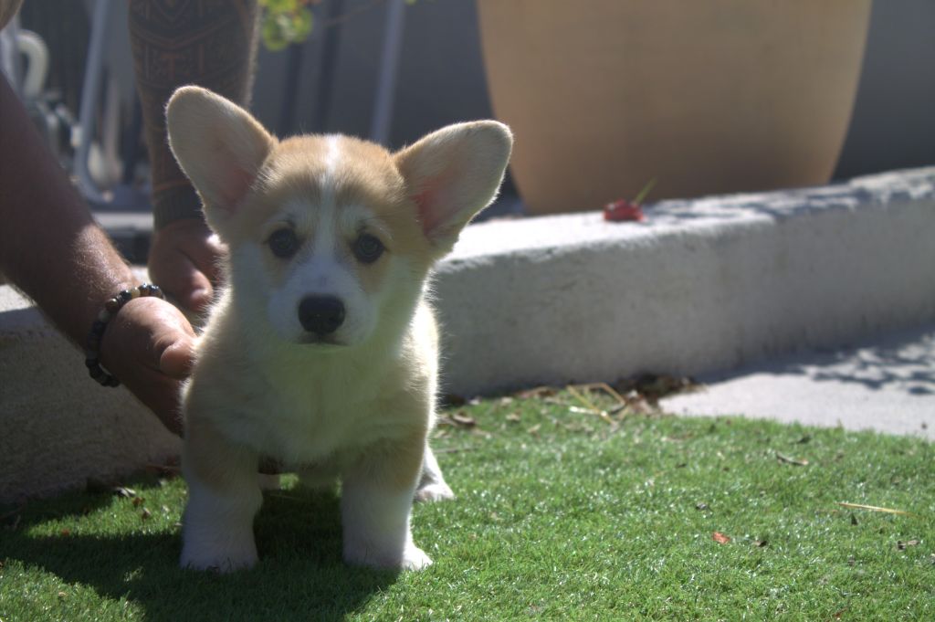 du vallon des serps - Chiots disponibles - Welsh Corgi Pembroke