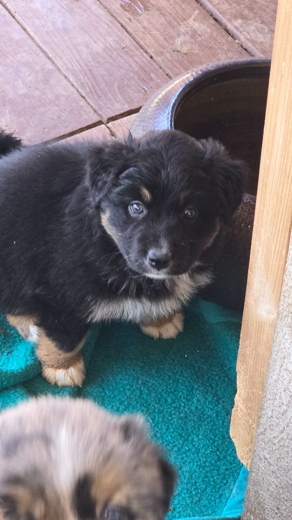 du vallon des serps - Chiots disponibles - Berger Australien